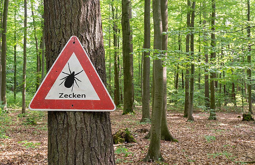 Zecken FSME-Impfung, Foto MiniMed Studium